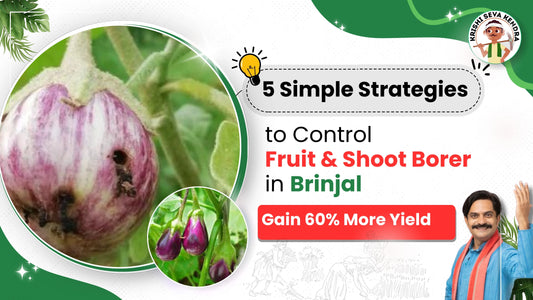 Measures to Control Shoot and Fruit Borer in Brinjal