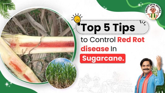 Measures to Control Red Rot disease in Sugarcane Crop