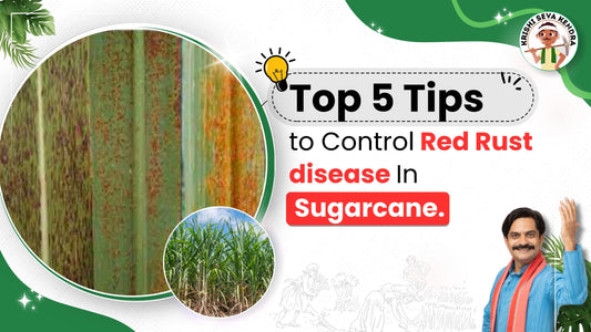 Rust Disease in Sugarcane