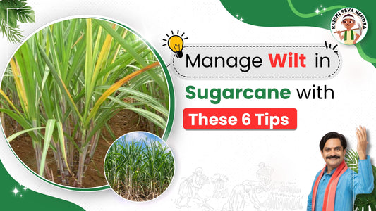 Measures to Control Wilt disease in Sugarcane Crop