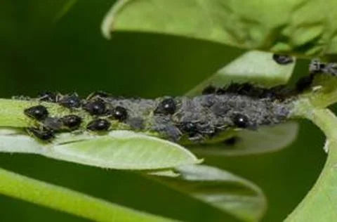 Aphis Craccivora: Identification, & Control Measures For Cowpea Aphid