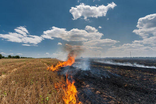 Breaking the Cycle: Agriculture Burning of Paddy Straw Prevention