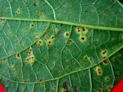 Measures to Control Rust in Green Gram