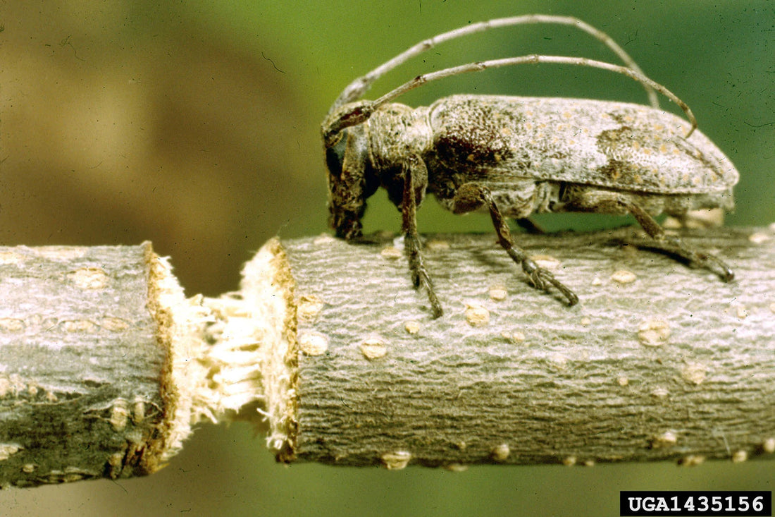 Stem Girdler Pest in Grapes Crop