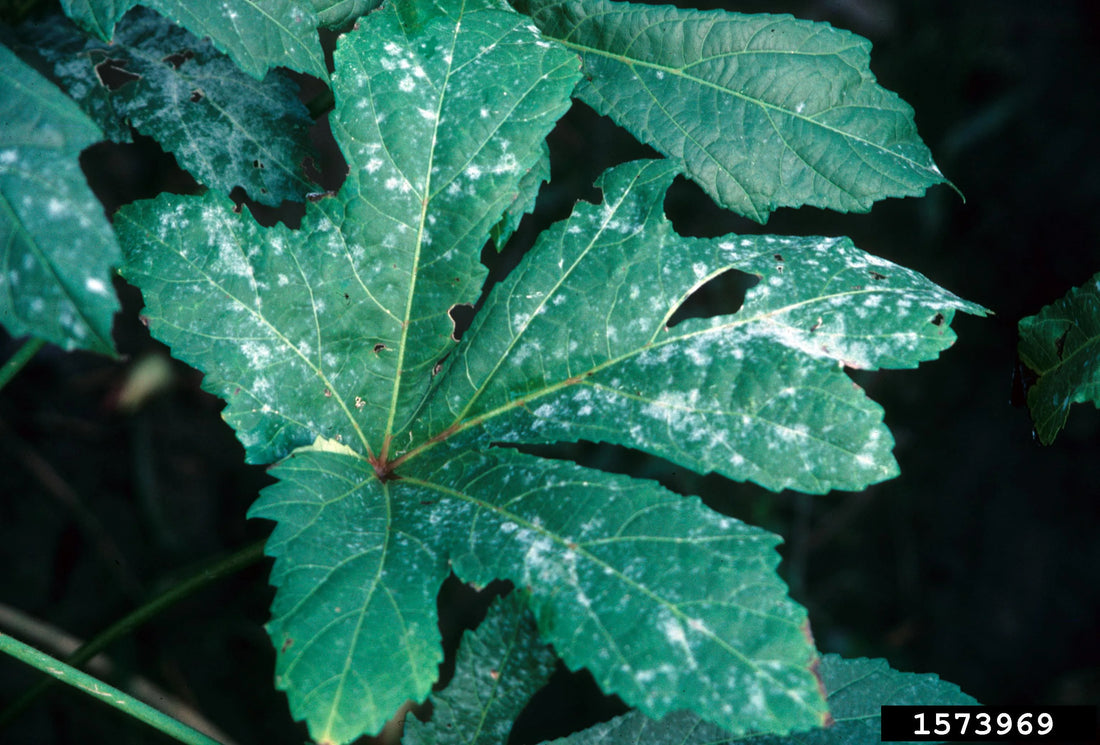 Powdery Mildew In Okra Plants