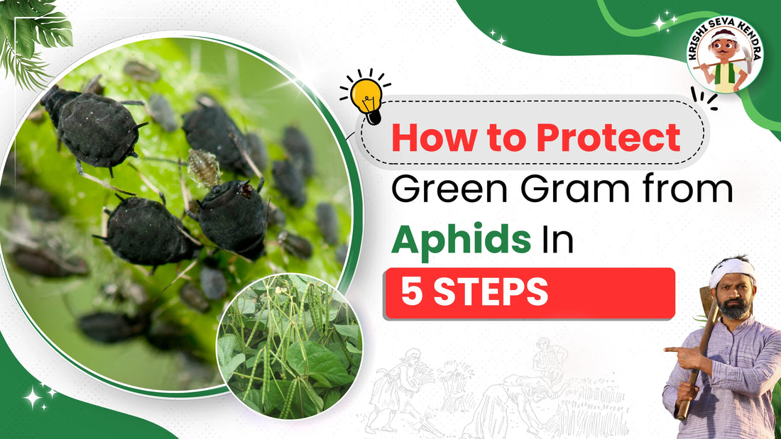 Measures to Control Bean Aphids in Green Gram