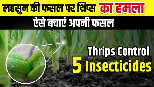 Thrips Attack in Garlic: Prevention and Treatment Methods