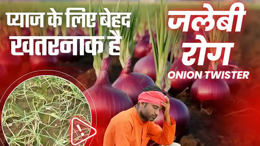 Onion Twister Disease: Symptoms, Causes & Best Treatments