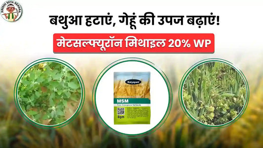 गेहूं में बथुआ मारने की दवा: MSM से करें खेत को खरपतवार मुक्त?
