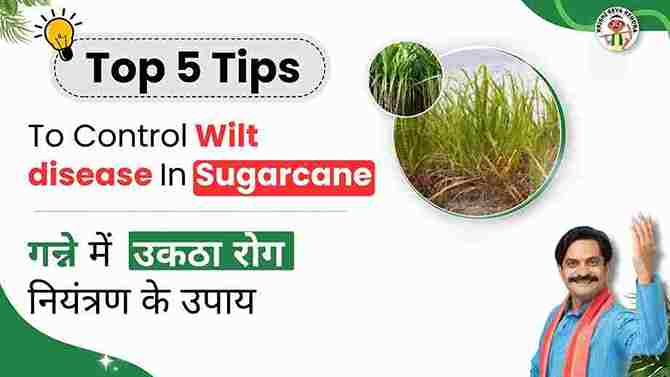 Measures to Control Wilt disease in Sugarcane Crop