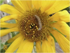 Capitulum borer Pest in Sunflower crop