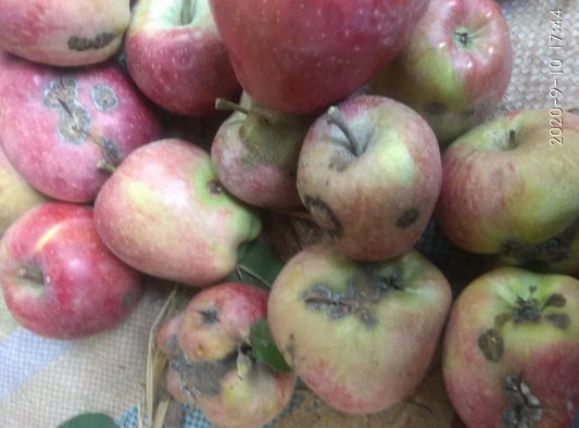 Scab disease in apple crop