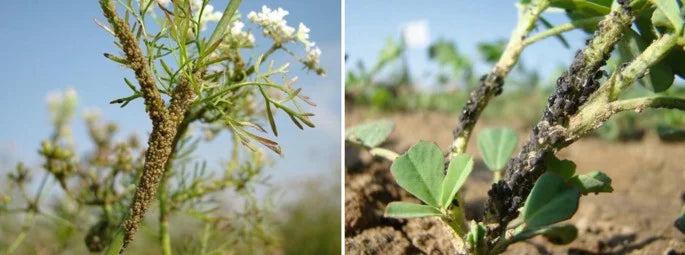 Methods to control Aphids and Jassids in Cumin Plant