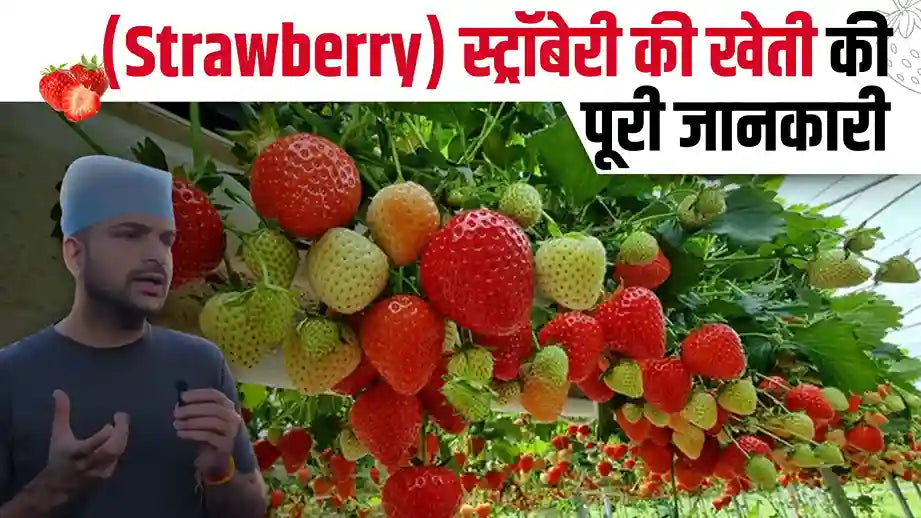 Strawberry Farming