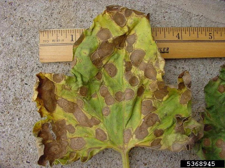 Alternaria Blight Disease in Sunflower Crop