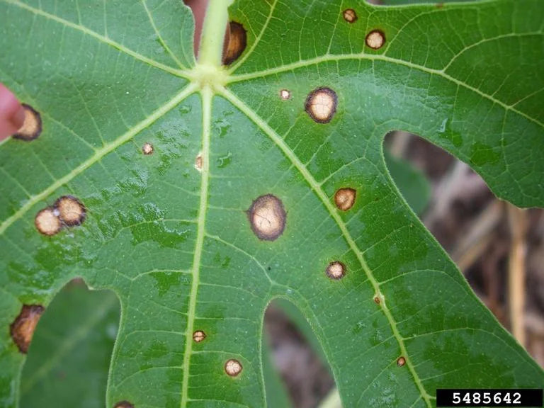 Cercospora Leaf Spot in Okra Plant