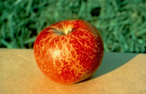 Powdery Mildew disease in Apple