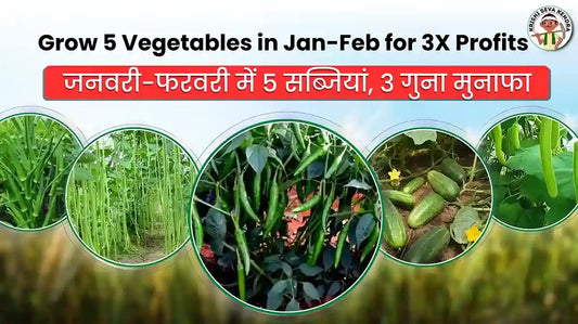 Earn Three Times the Profit by Growing These 5 Vegetables in January-February