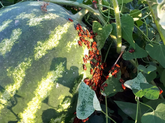Best ways to control Red Pumpkin Beetle in Watermelon