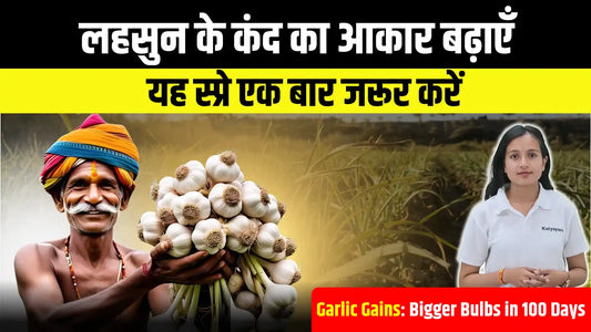 Garlic Yield Tips to Enhance Bulb Size After 100 Days