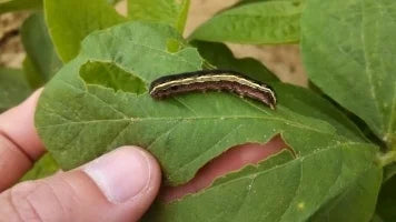 Tobacco Caterpillar Pest in Soybean