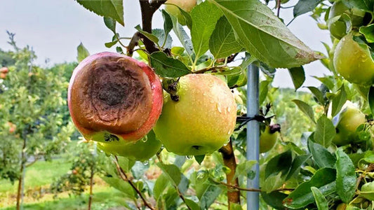 soft Rot disease in apple crop.