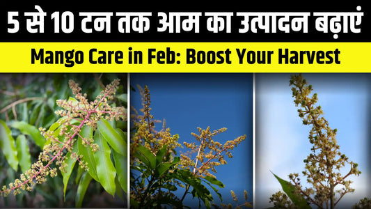 Mango Orchard Care in February: Essential Tips for Higher Yield