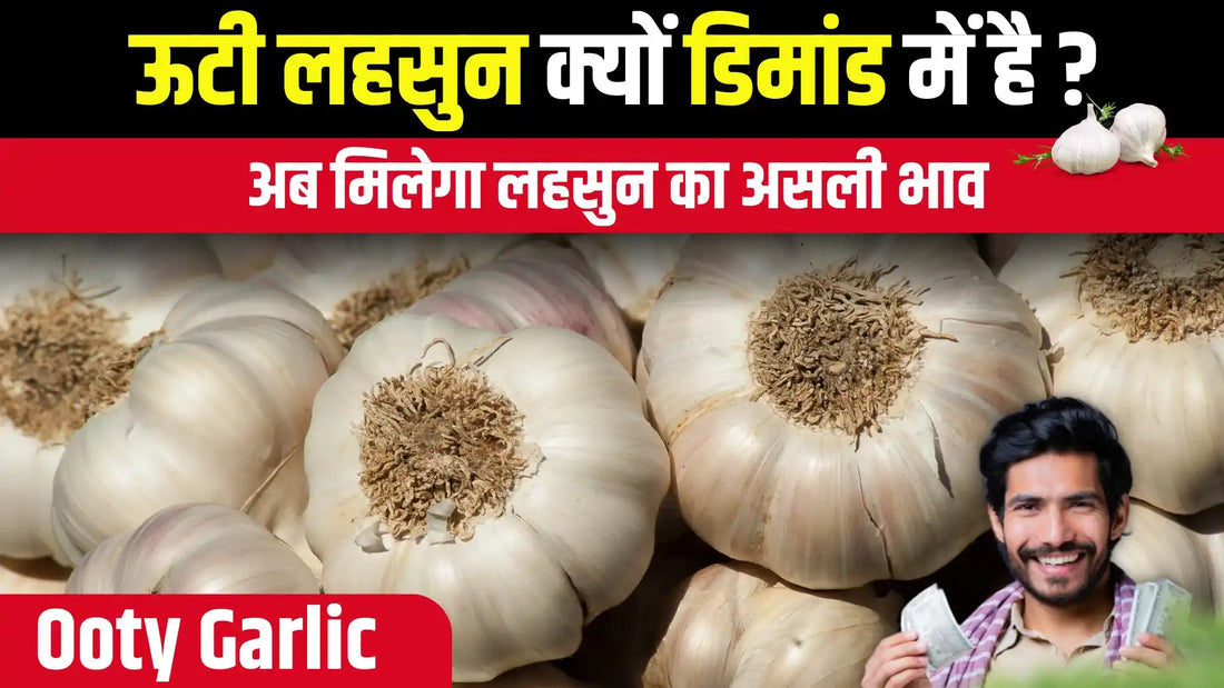 Ooty Garlic: Complete Guide to High Yield and Better Prices