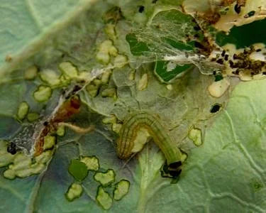 Leaf Webber pest in Cabbage Crop