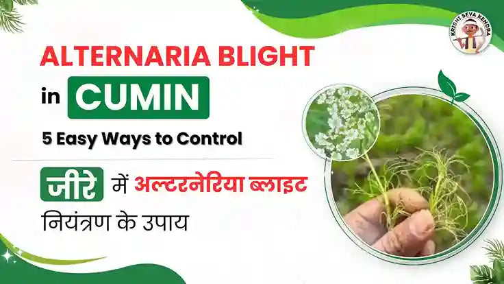 Disease Management of Alternaria Blight in Cumin