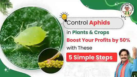 aphids in plants