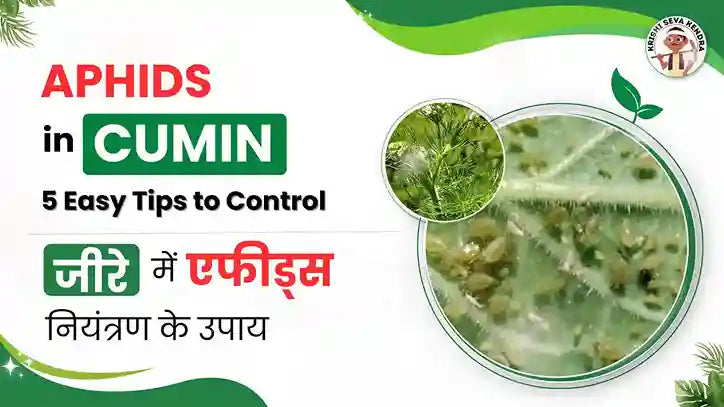 Methods to control Aphids and Jassids in Cumin Plant