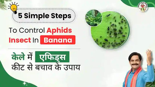 Control Aphids in Bananas | 5 Key Steps & Best Practices