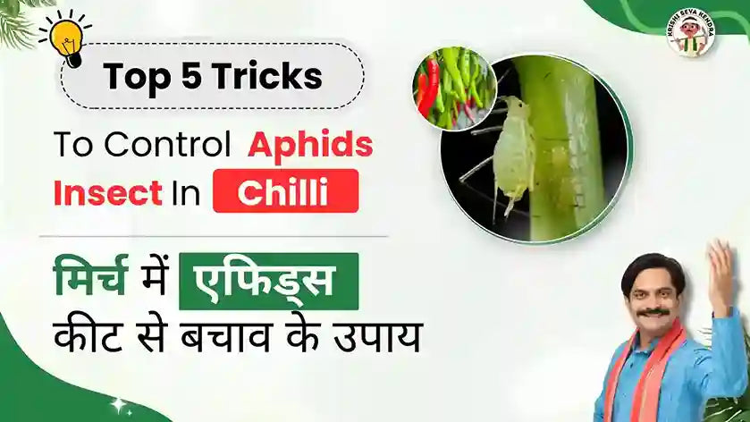 Control measures of Aphids in Chilli Crop