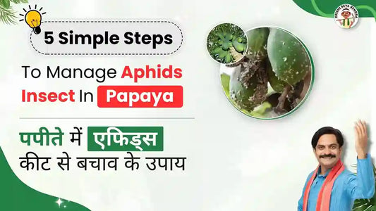 Aphids Pests in Papaya Crop