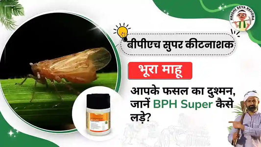 भूरा माहू: आपके फसल का दुश्मन, जानें BPH Super कैसे लड़े?