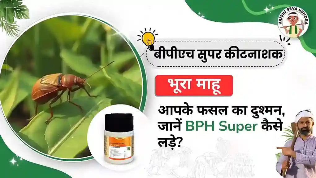 भूरा माहू: आपके फसल का दुश्मन, जानें BPH Super कैसे लड़े?