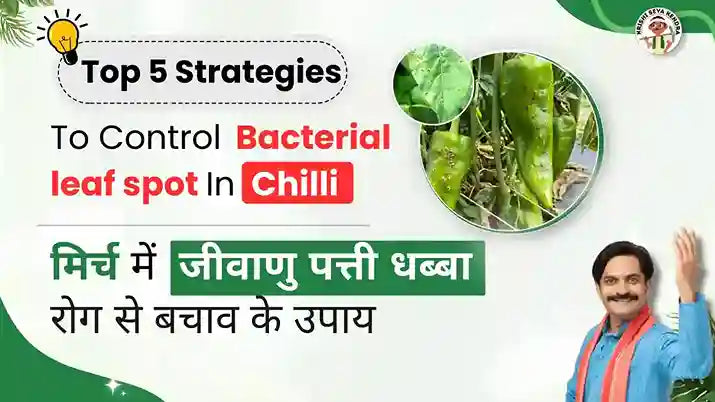 Measures to Control Bacterial leaf spot in Chilli Crop