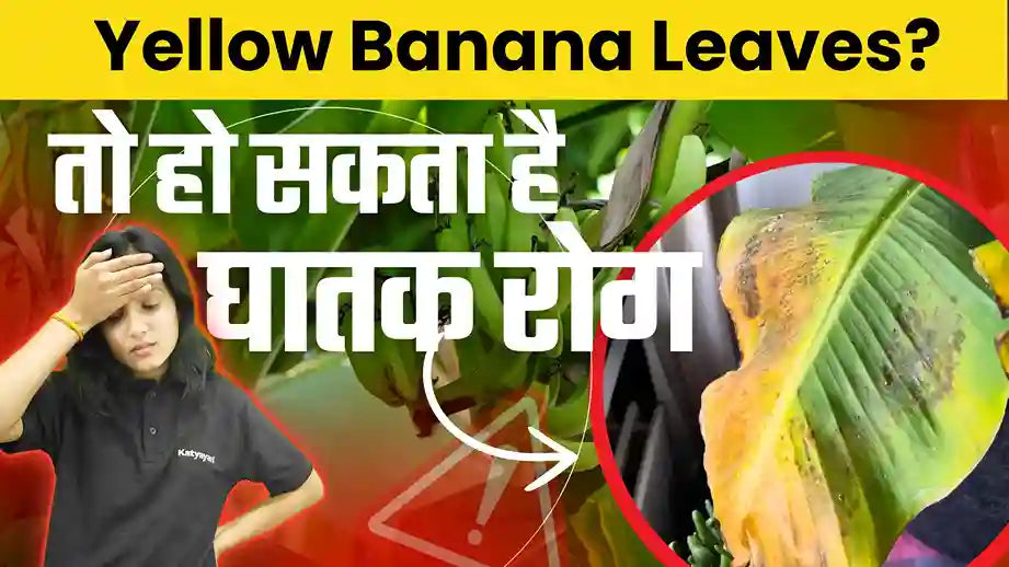 Best Tips to Control Yellow Leaves in Banana Plants