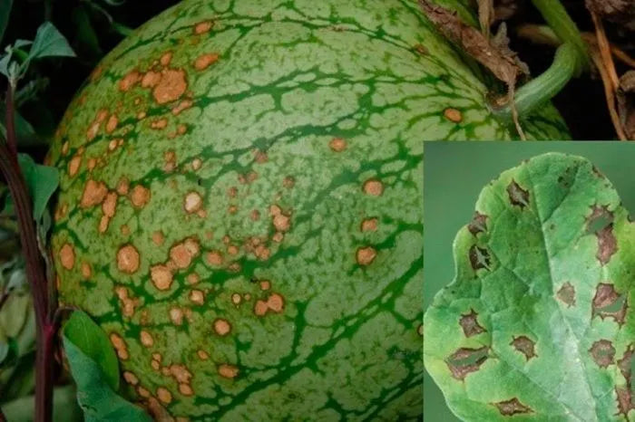 Control Measures to Manage Anthracnose in Watermelon Crop