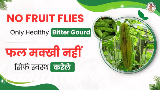 Fruit Fly in Bitter Gourd: Effective Control and Prevention Measures