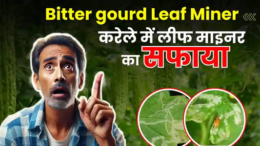 Leaf Miner in Bitter gourd: How to Identify & Treat the Damage