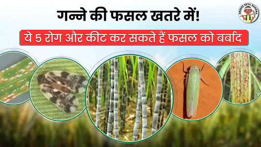 5 Pests and Diseases of Sugarcane that Can destroy Your Yield 