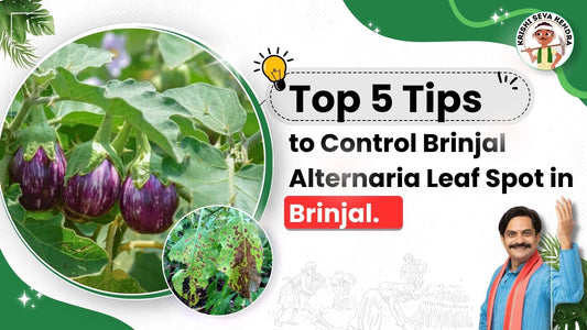 Measures to Control Alternaria Leaf Spot in Brinjal