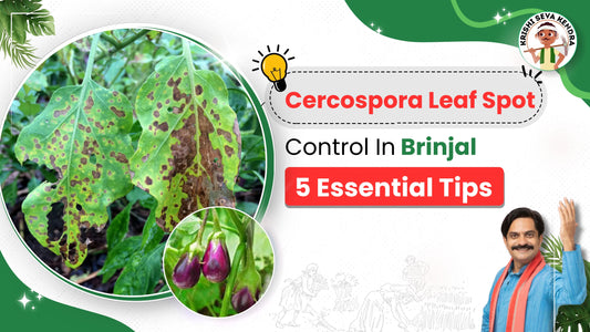 Measures to Control Cercospora Leaf Spot in Brinjal