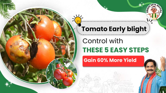 Control Measures to manage Early blight in Tomato Crop