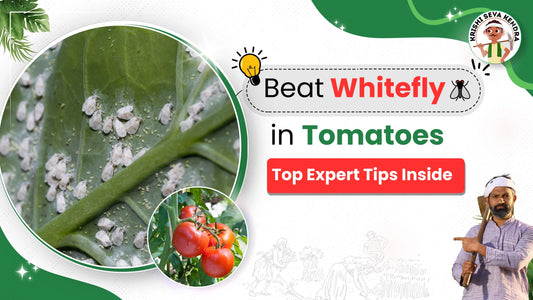 Management of Whitefly Pest in Tomato Plants