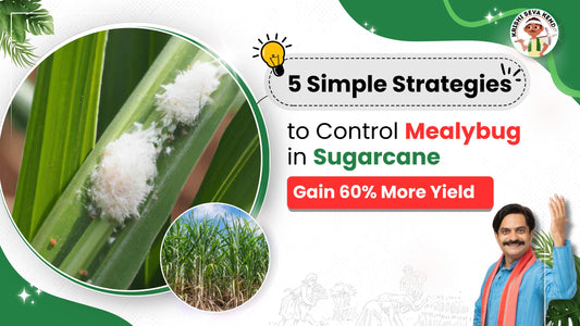 Control Mealybug pest in sugarcane crop