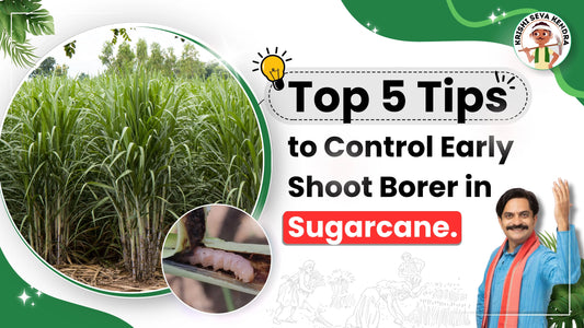 Measures to Control Early Shoot Borer pest in Sugarcane crop