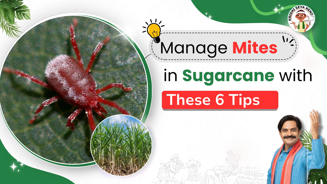 Mites pest in Sugarcane Crop